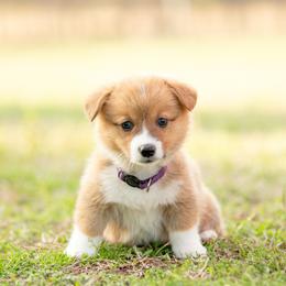 Purple collar - Pancake - Sable female Pembroke Welsh Corgi puppy in Waverly Hall, Georgia from 6g Ranch Corgis