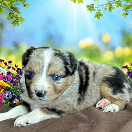 Miniature Australian Shepherd and Toy Australian Shepherd Puppies from Pawesome Lil Aussies