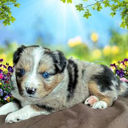 Miniature Australian Shepherd and Toy Australian Shepherd Puppies from Pawesome Lil Aussies