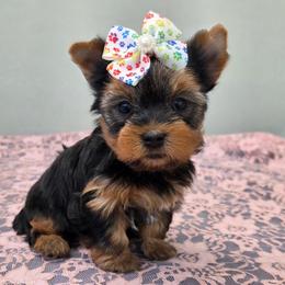 Darla - Blue and gold female Yorkshire Terrier puppy in Monticello, Iowa from Ashley’s Puppies