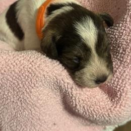 Boy 1 - Parti male Miniature Schnauzer puppy in Dunlap, Tennessee from Beards of Glory