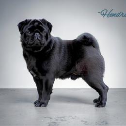 Hendrix - Black male Pug puppy in Broadway, Virginia from Colebrook Posh Pugs