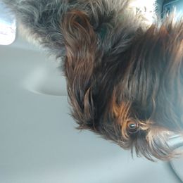 Lucy - Wirehaired Pointing Griffon