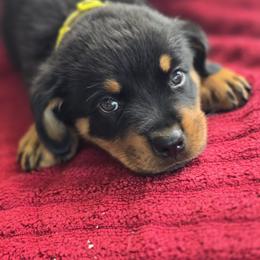 Border Collie and Rottweiler Puppies from K&R RANCH KENNELS