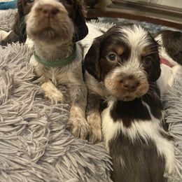 English Springer Spaniel Puppies from M L Springers