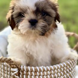 Mr. Blue - Red and white male Shih Tzu puppy in Waco, Texas from Shih Tzus To Love
