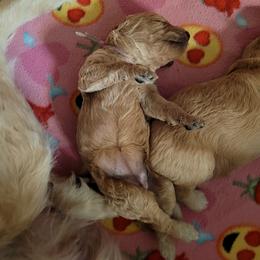 Goldendoodle Puppies from 3 Willows Goldendoodles