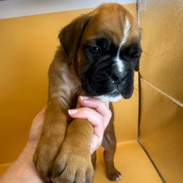 Omaha - Fawn male Boxer puppy in Abilene, Texas from L&L Euro Boxers and Small Town Shih Tzus