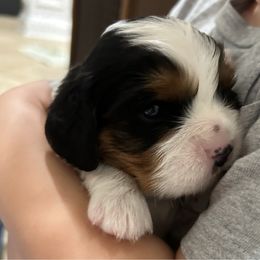Hank - Tri-color male Cavalier King Charles Spaniel puppy in Gallatin, Tennessee from Kids and Canines