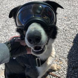 Border Collie All Grown Up from GTR K9 Border Collies