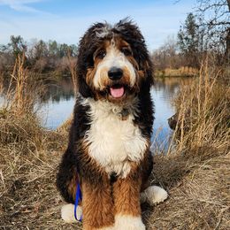 Bernedoodles from Palo Cedro Bernedoodle