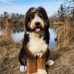 Bernedoodles from Palo Cedro Bernedoodle