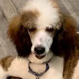 Tinker - Poodle