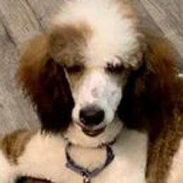 Tinker - Poodle