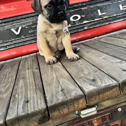 Lilly - Fawn female Bullmastiff puppy in South Attleboro, Massachusetts from Bessettes Bullies