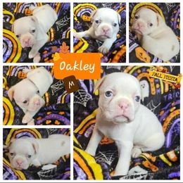 Oakley - Boston Terrier puppy in Boston, Massachusetts from Boston Collections