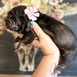 Chai - Black female Chinese Shar-Pei puppy in Lehigh Acres, Florida from Florida Wrinkles