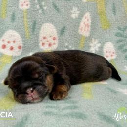 Garcia - Red male Shih Tzu puppy in Alice, Texas from Altas Palmas Shih Tzu