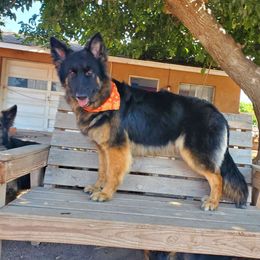 Zoey - German Shepherd