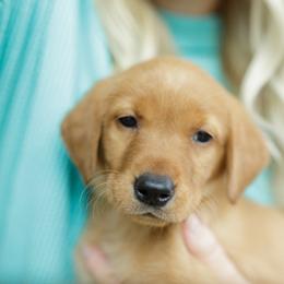 Maeve - Yellow female Labrador Retriever puppy in Allons, Tennessee from UC Labradors LLC