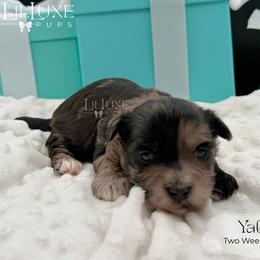 Yale - Merle male Shorkie puppy in Scottsdale, Arizona from Lil Luxe Pups