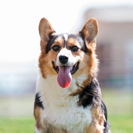 Wilder - Pembroke Welsh Corgi
