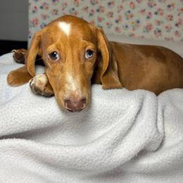 Eddie - Dapple male Dachshund puppy in Mountain Grove, Missouri from Happy Hounds