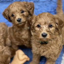 Goldendoodle Puppies from Coal Country Doodles