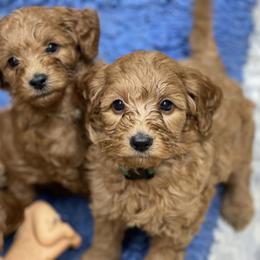 Goldendoodle Puppies from Coal Country Doodles