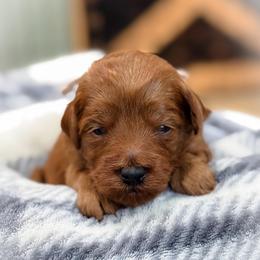 Blossom - Red  female Goldendoodle puppy in Wharton, Texas from Little Fur Friends