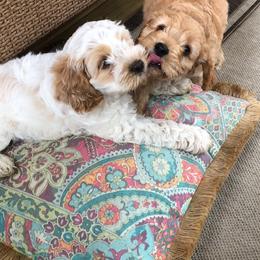 Cockapoo Puppies from Maple’s Cockapoo Puppies