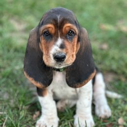 Green collar female - Black brown and white female Basset Hound puppy in Lindley, New York from Hill Top Basset Hounds & Cane Corso