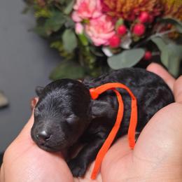 Dusk (Orange Collar) - Black male Poodle puppy in Plainfield, New Jersey from Caris Paws Poodles and Labradoodles