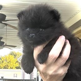 Diesel - Black male Pomeranian puppy in Royston, Georgia from SouthernHearts Poms