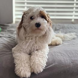 Ollie - Cavapoo
