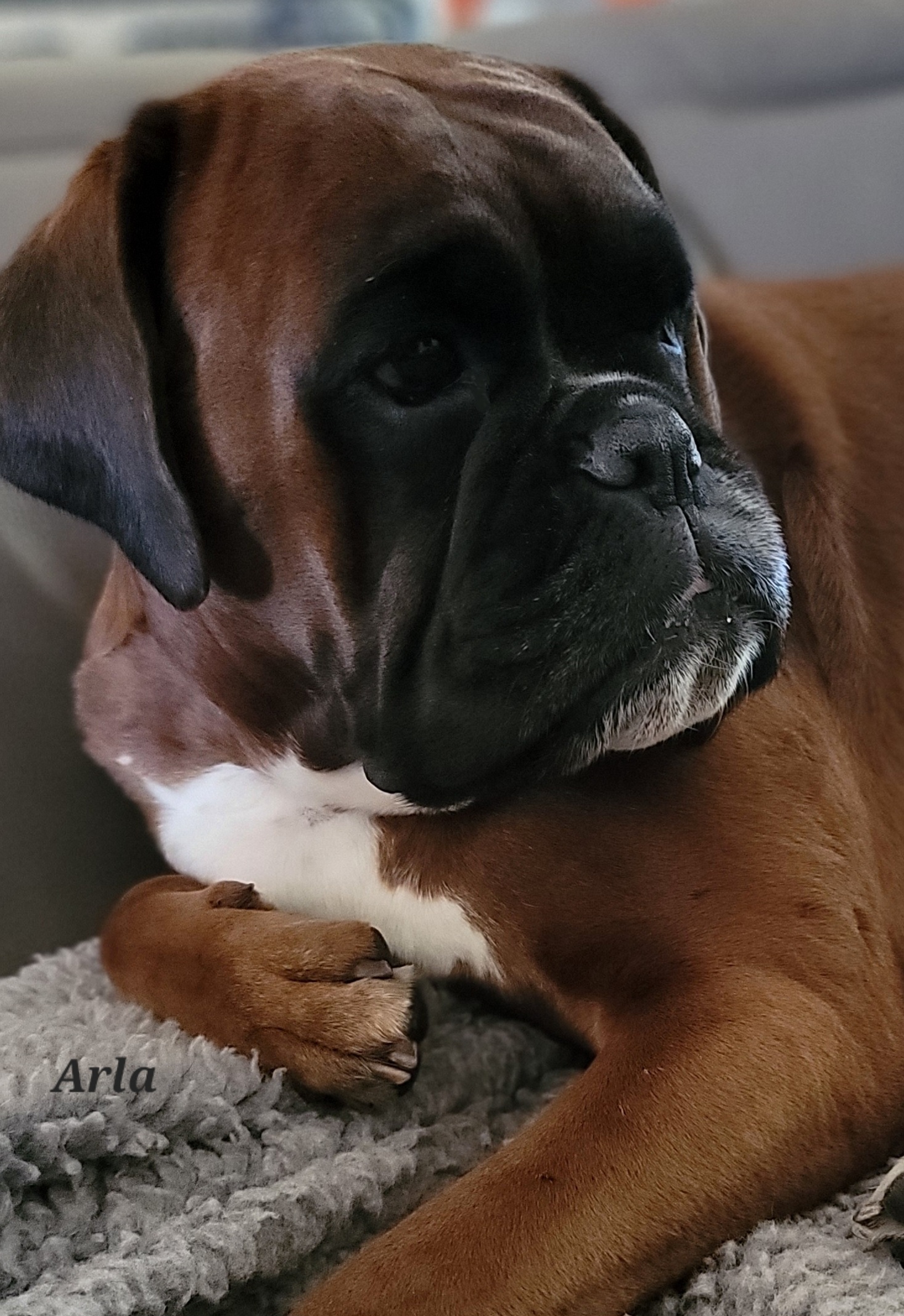 Arla - Boxer