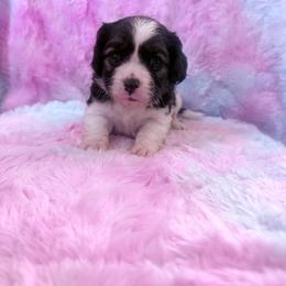 Sweet Sir - Tri-color male Cavapoo puppy in Knoxville, Tennessee from Rocky Top Cavapoos