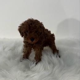 Romeo - Red  male Poodle puppy in Houston, Texas from YZC Frenchies at 4C Ranch
