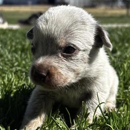Glacier - Blue male Australian Cattle Dog puppy in Atwood, Kansas from Grit ‘n’ Grace Ranch