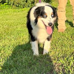 Australian Shepherd puppies from Spectacular Aussies and Cavaliers