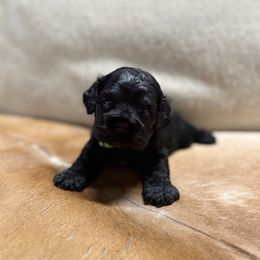 Green Collar - Black and white male Cocker Spaniel puppy in Morganton, North Carolina from Priceless Pups