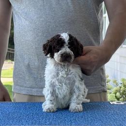 Boy 5 - Brown roan male Lagotto Romagnolo puppy in Sugar Valley, Georgia from Pinnacle Farm and Kennel