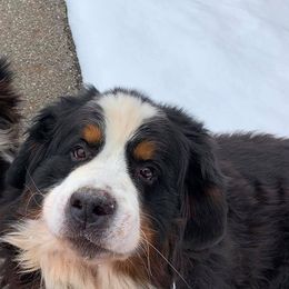 Bernese Mountain Dogs from Windfall Bernese