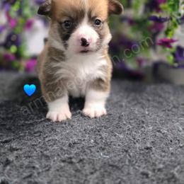 C3 - Red male Pembroke Welsh Corgi puppy in Jacksonville, Texas from ArmnalegRanch LLC