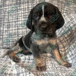 Scout - Blue ticked and tan male Bluetick Coonhound puppy in Mount Pleasant, Texas from Harmons Hounds