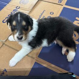 Frankincense - Black white and tan male Collie puppy in Richmond, Kentucky from Puppy Dog City