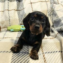 Dachshund puppies from Redeemer's Dachshunds