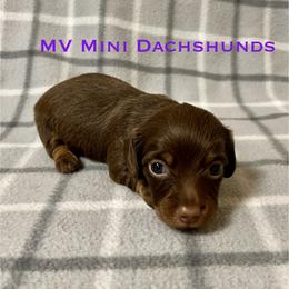 Topaz - Chocolate and tan female Dachshund puppy in Carlsbad, Texas from MV Mini Dachshunds