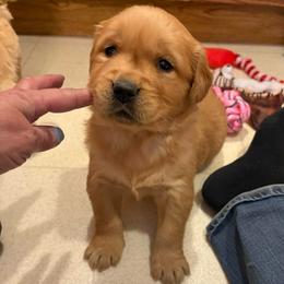Red - Dark golden female Golden Retriever puppy in Grant County, Indiana from On The Sunny Side Pavey Farms