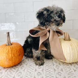 Goldendoodle and Golden Retriever Puppies from Canterbury Canines